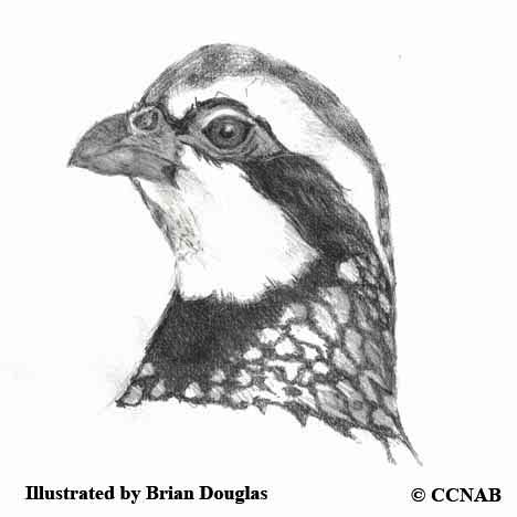 partridges