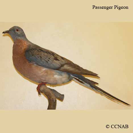 Passenger Pigeon