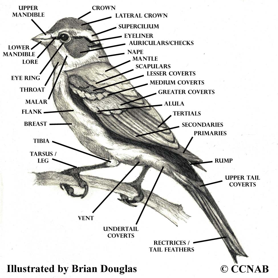 Birds of North America