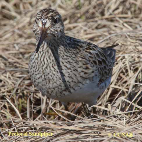 Pectoral Sandpiper