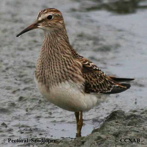 Pectoral Sandpiper