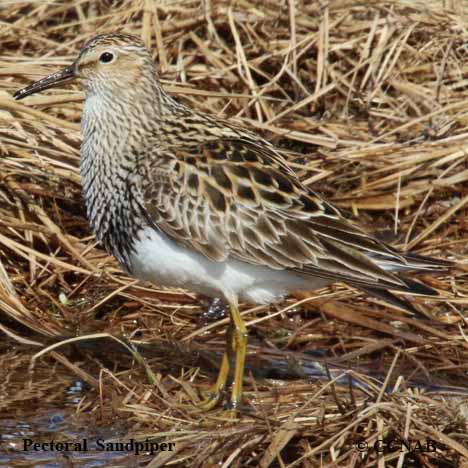 Pectoral Sandpiper