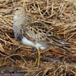 Pectoral Sandpiper range map