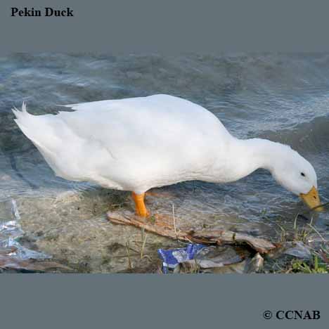 Pekin Duck