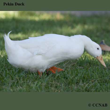 Le canard de Pékin - Anas peking