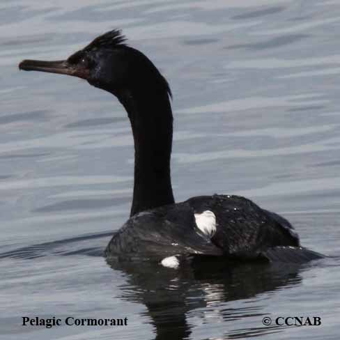 Pelagic Cormorant