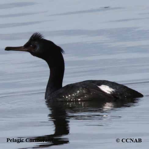 Pelagic Cormorant