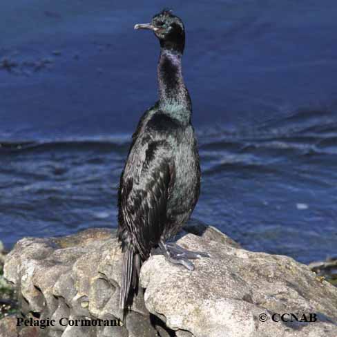 Pelagic Cormorant