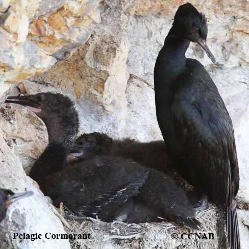 Pelagic Cormorant