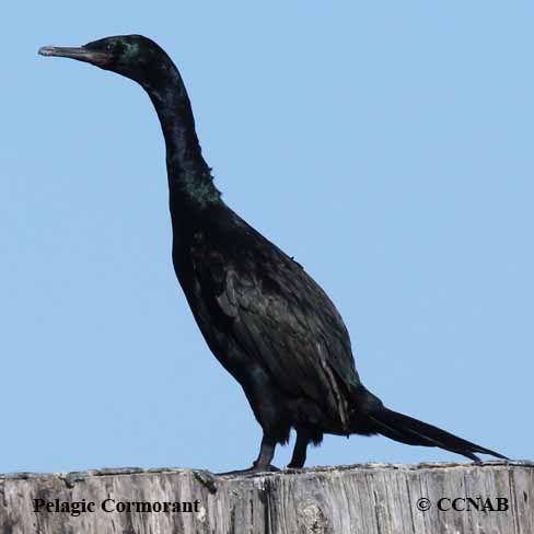 Pelagic Cormorant