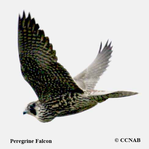 Peregrine Falcon