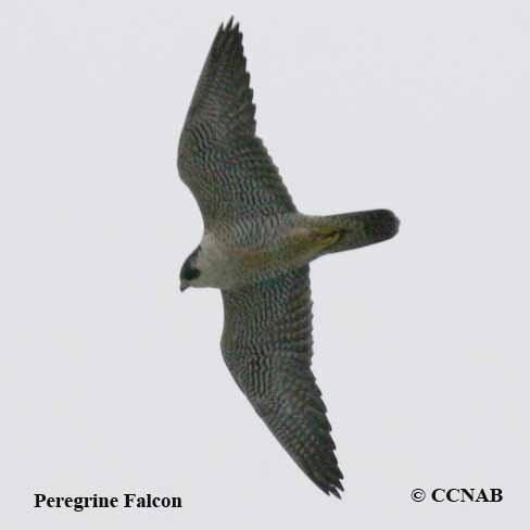 Peregrine Falcon