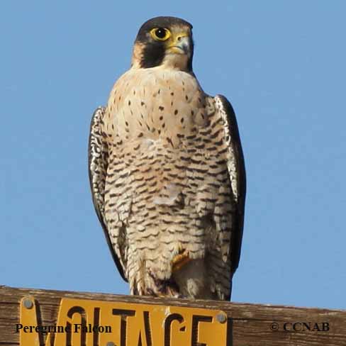 Peregrine Falcon