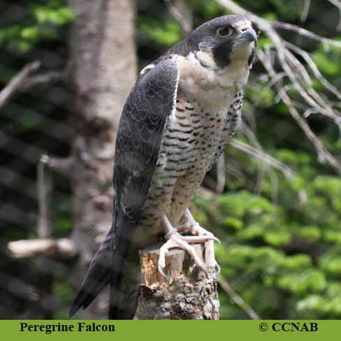 Peregrine Falcon