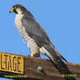 Peregrine Falcon range map