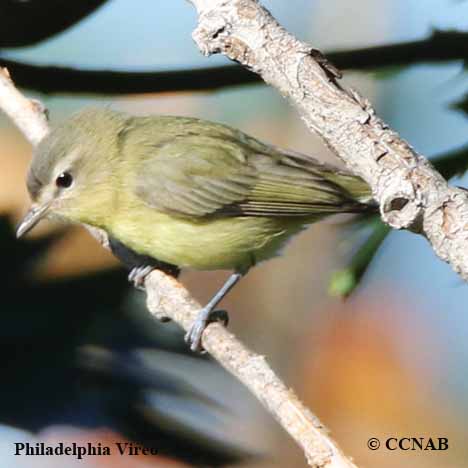 Philadelphia Vireo