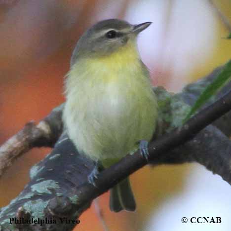 Philadelphia Vireo