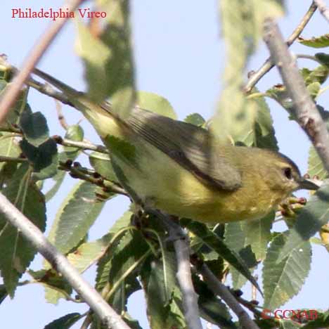 Philadelphia Vireo