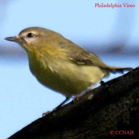 Philadelphia Vireo