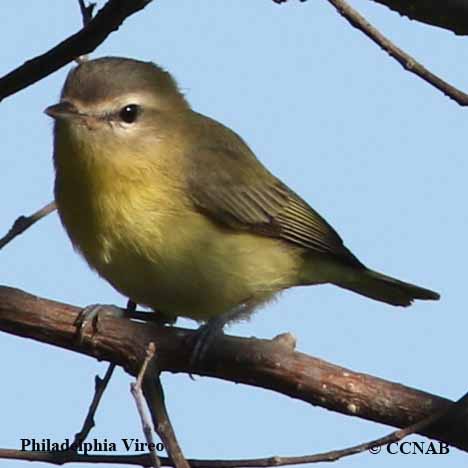 Birds of North America