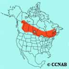 Philadelphia Vireo range map