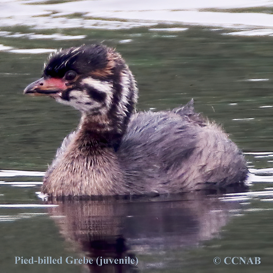 Pied-billed Grebe