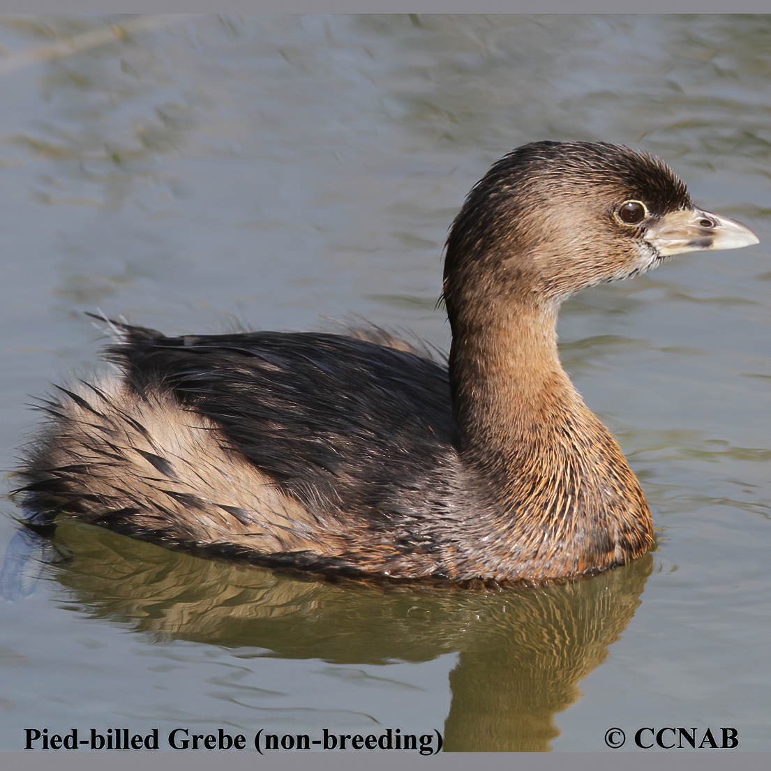 Pied-billed Grebe