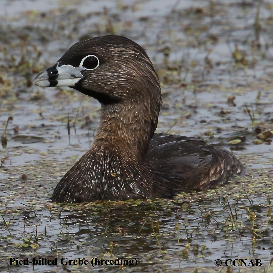 Pied-billed Grebe