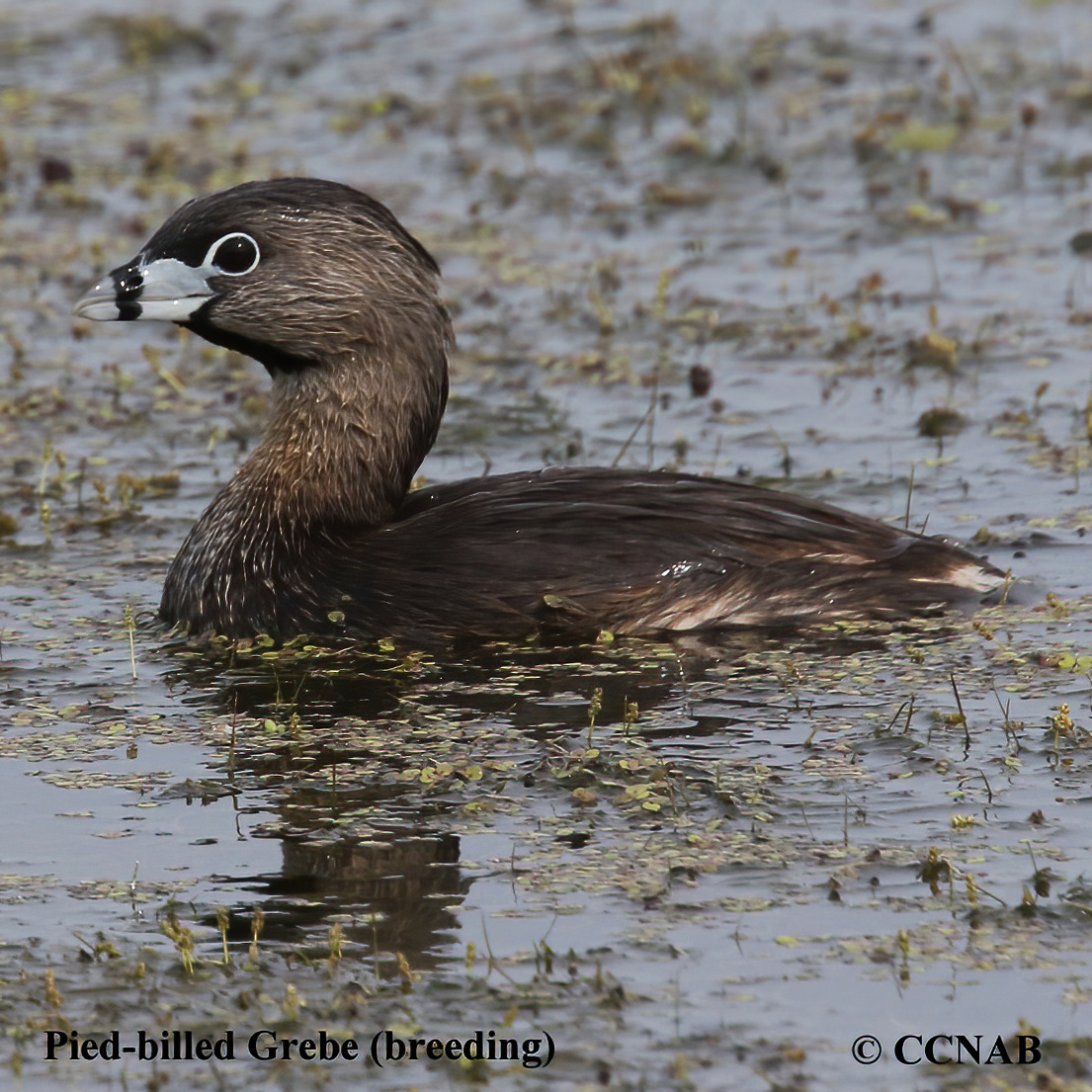 Pied-billed Grebe