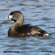 Pied-billed Grebe range map