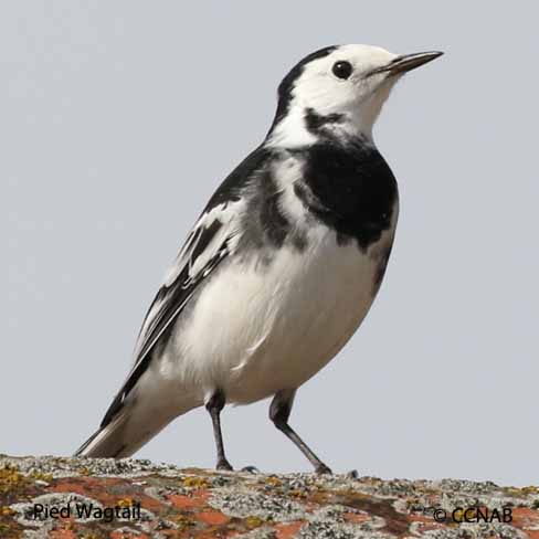 Birds of North America