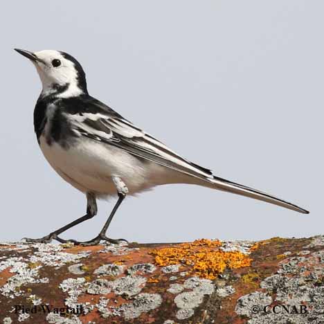 White Wagtail (Pied)