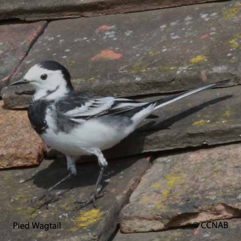 White Wagtail (Pied)