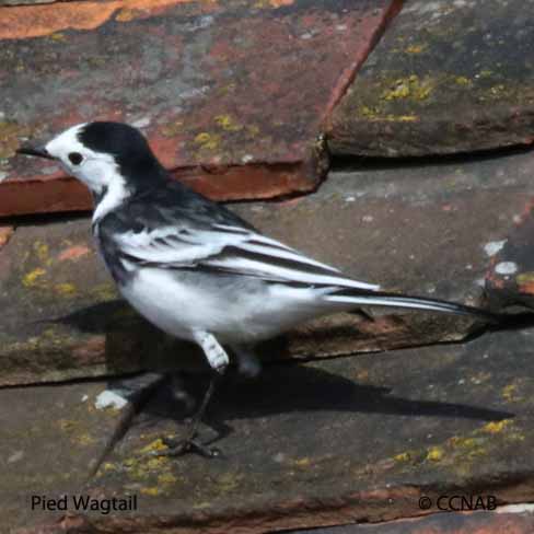 White Wagtail (Pied)