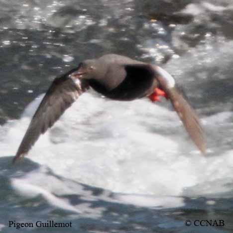 Pigeon Guillemot