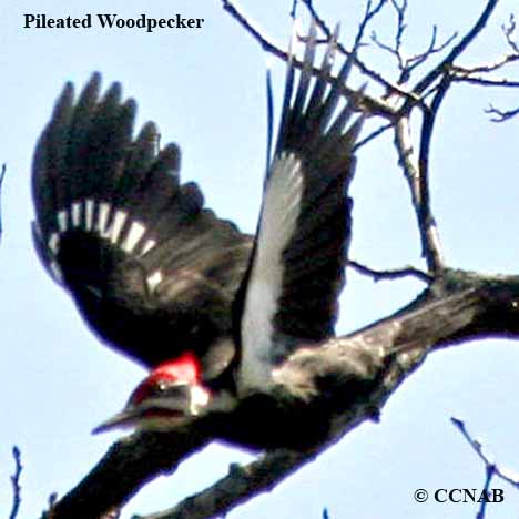 Pileated Woodpecker