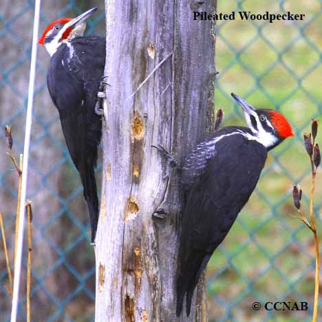 Pileated Woodpecker