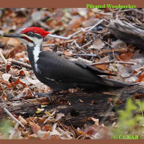 Pileated Woodpecker