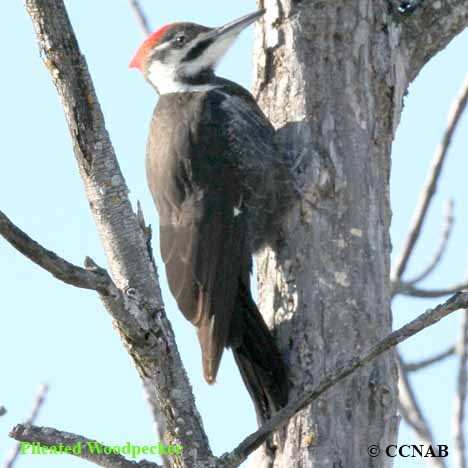 Pileated Woodpecker