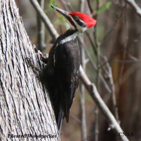 Birds of North America