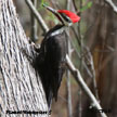 Pileated Woodpecker range map