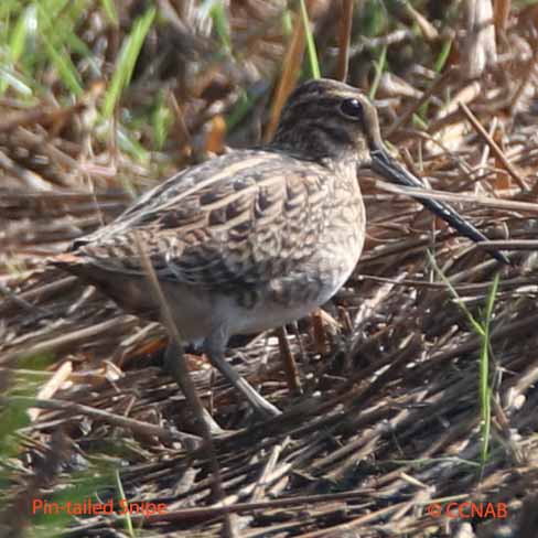 Pin-tailed Snipe