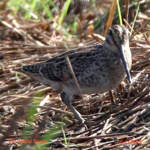 Pin-tailed Snipe