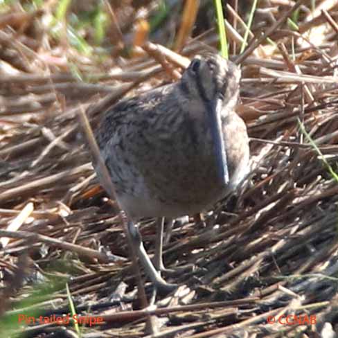 Pin-tailed Snipe