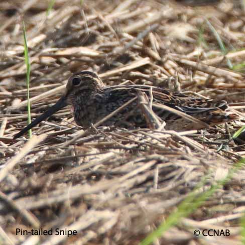 Pin-tailed Snipe