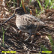 Pin-tailed Snipe range map