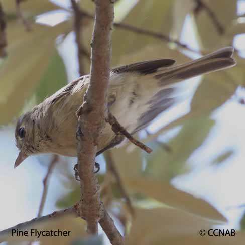 Pine Flycatcher