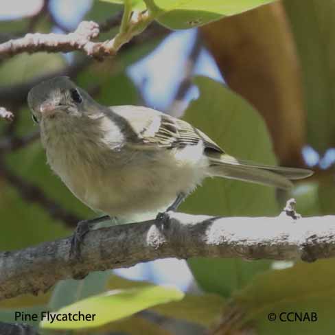 Pine Flycatcher