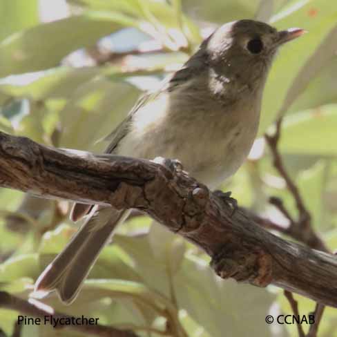 Pine Flycatcher