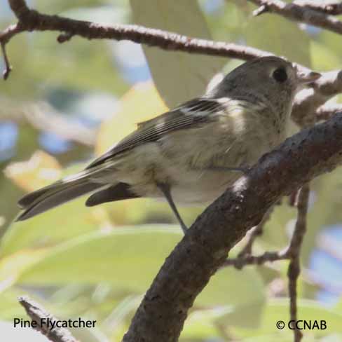 Pine Flycatcher